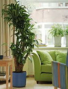 Роль комнатных растений